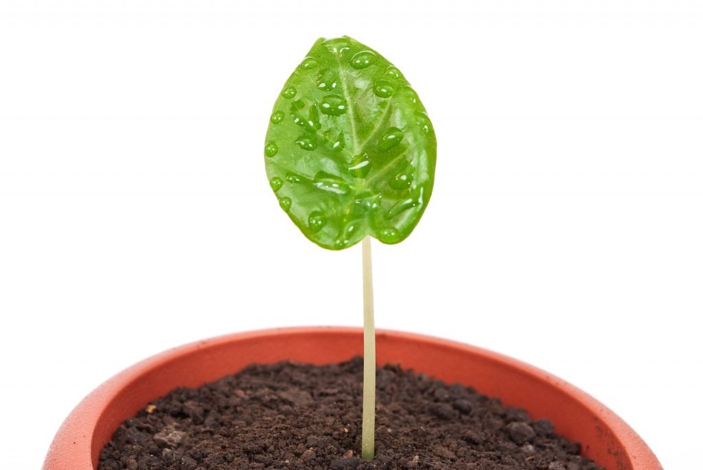 pianta che cresce come il business